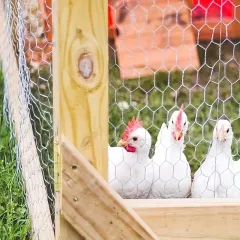 Kümes Teli 2.00 mm 1.50x20 m | Galvaniz Örgülü Çit