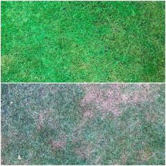 Isonem Grass Paint Çim Boyası 1 Kg – Doğal ve Kalıcı Yeşil Çim Boyası