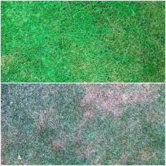 Isonem Grass Paint Çim Boyası 1 Kg – Doğal ve Kalıcı Yeşil Çim Boyası